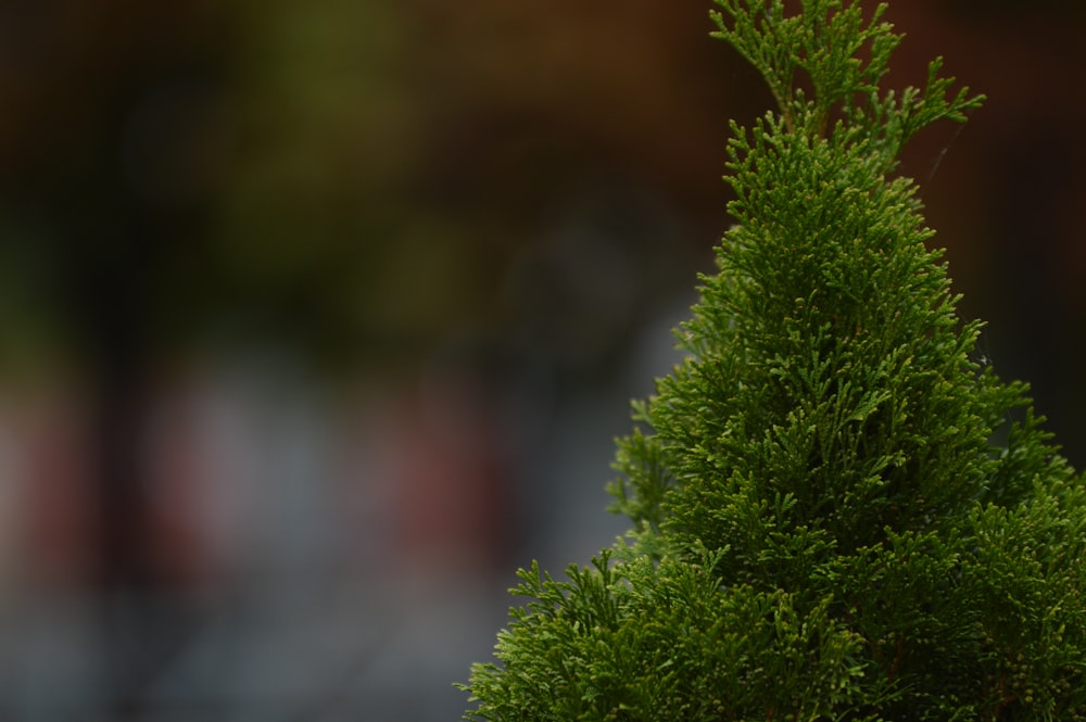 green leaf plant