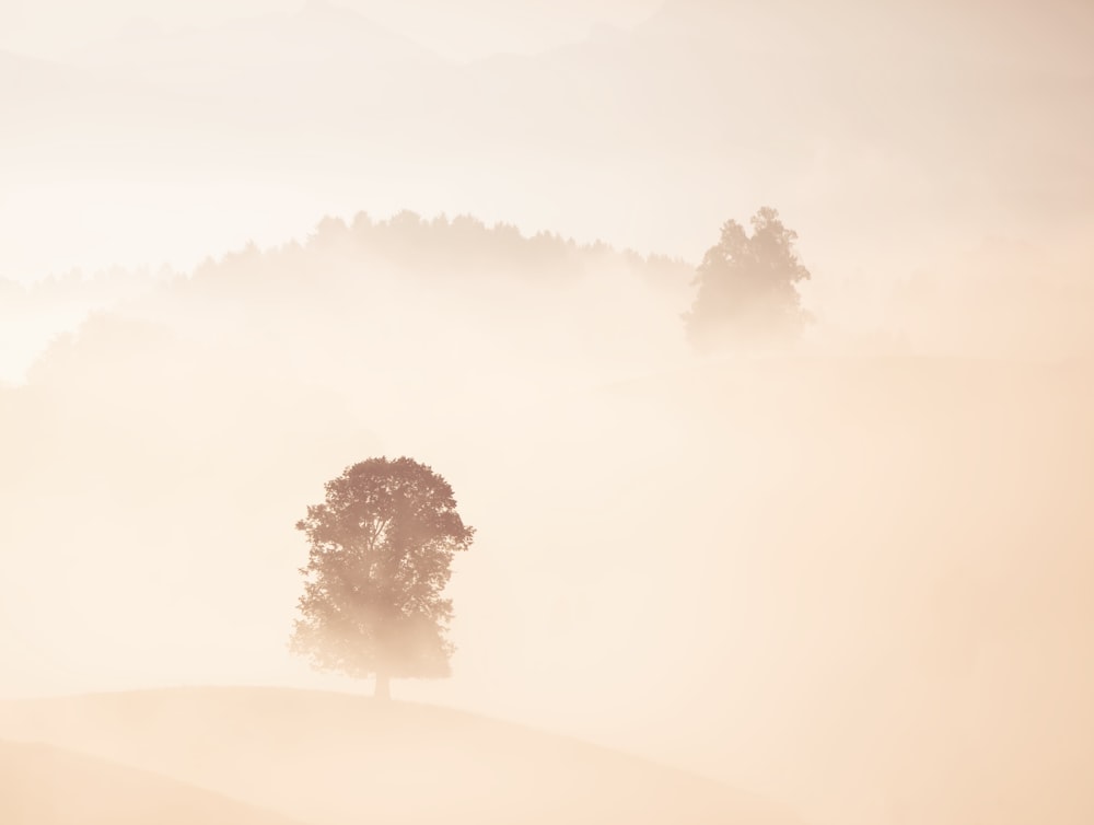trees under fog