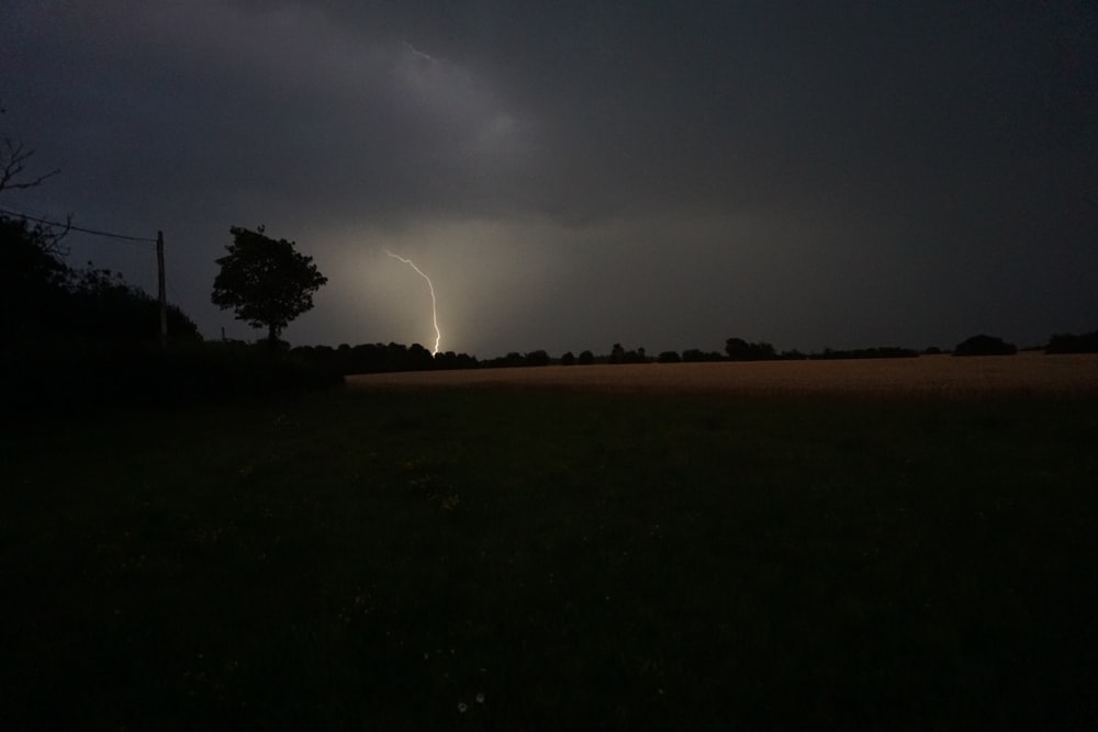 grass and tree covered field during night