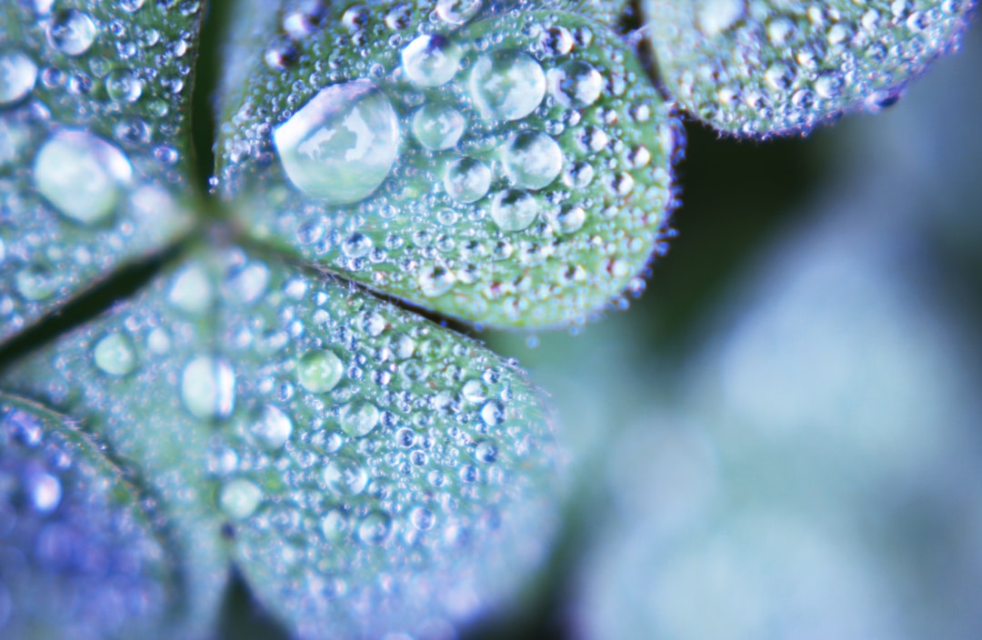 closeup photo of water moist pn leaf