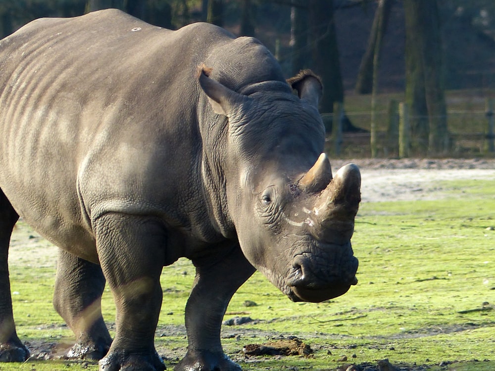 black rhinoceros