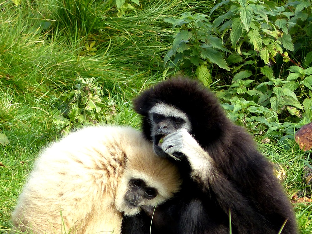 Foto dos monos blancos y negros – Imagen Países bajos gratis en Unsplash
