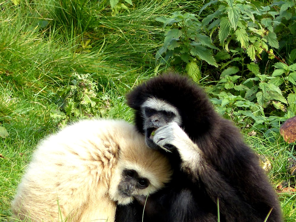 two white and black monkeys