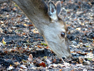 Close-up of a hunter carefully tracking deer footprints in the soft forest soil.