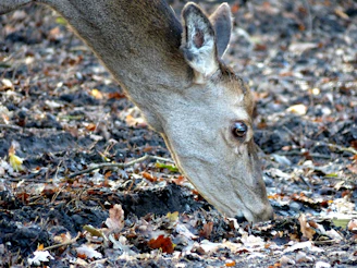Close-up of a hunter carefully tracking deer footprints in the soft forest soil.