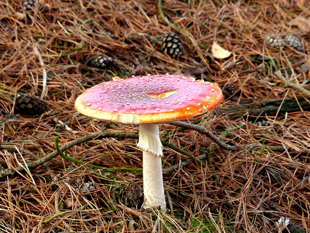 white and brown fungus