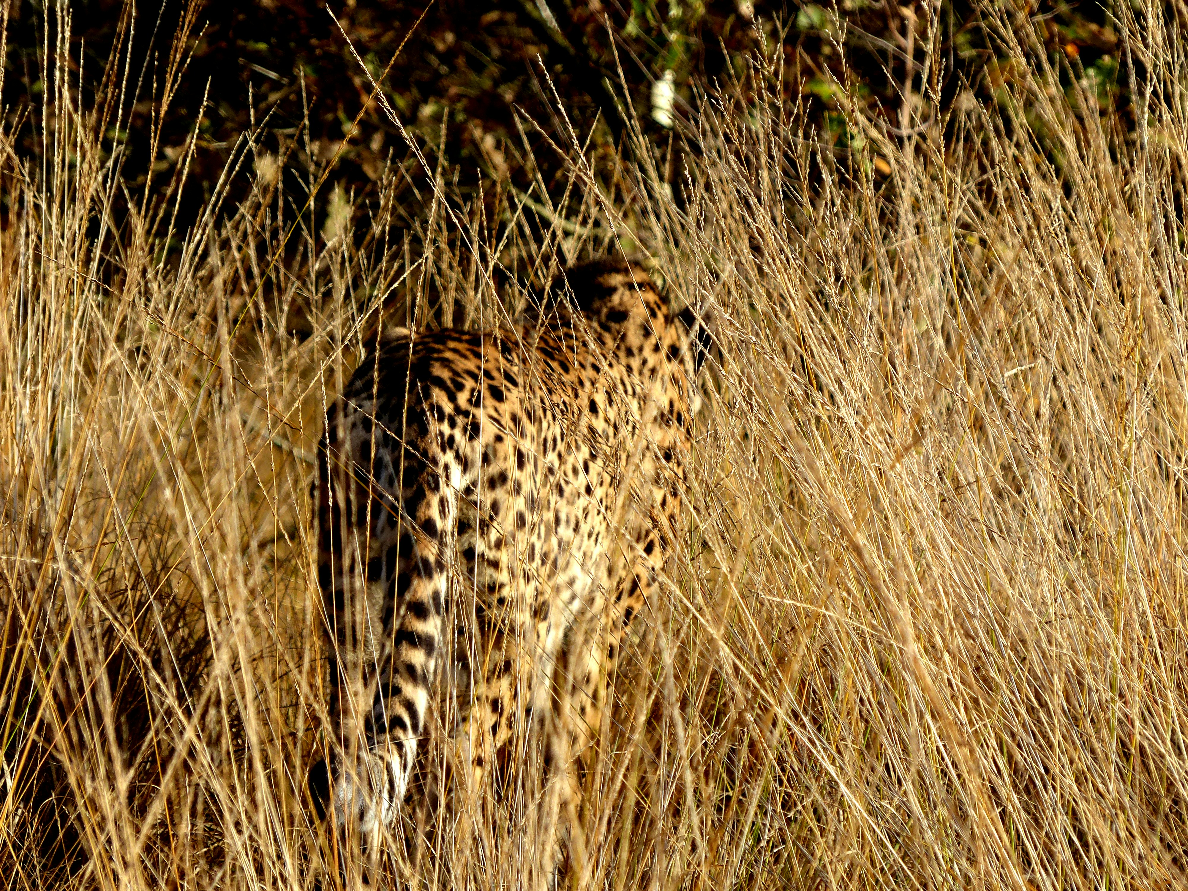 cheetah walking on grass field
