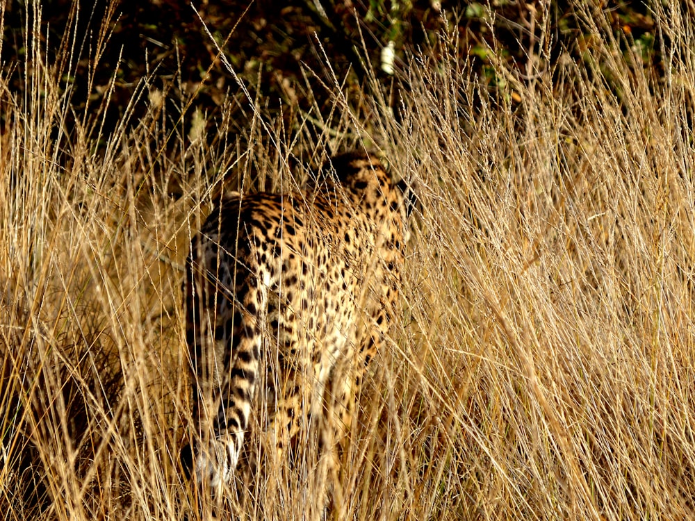 cheetah walking on grass field
