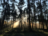 A misty morning in the dense Satpura forest with sunlight streaming through ancient trees.