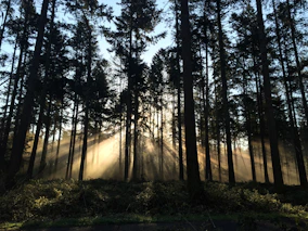 A misty morning in the dense Satpura forest with sunlight streaming through ancient trees.