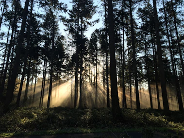 A misty morning in the dense Satpura forest with sunlight streaming through ancient trees.