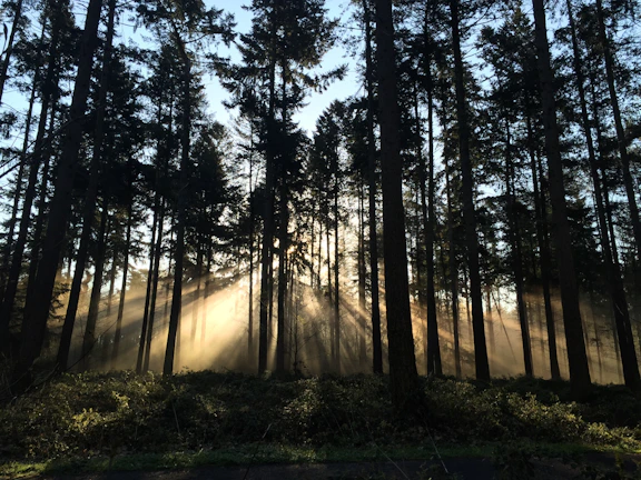 A misty morning in the dense Satpura forest with sunlight streaming through ancient trees.