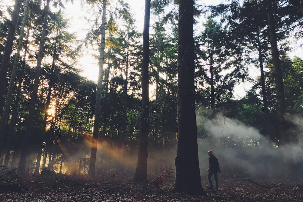 person standing beside pine tree during daytime