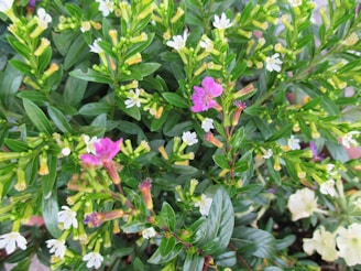 Vibrant green foliage surrounds clusters of small, delicate flowers with a mix of white and pink hues. The leaves are glossy and lance-shaped, complementing the colorful blooms dispersed throughout the plant.