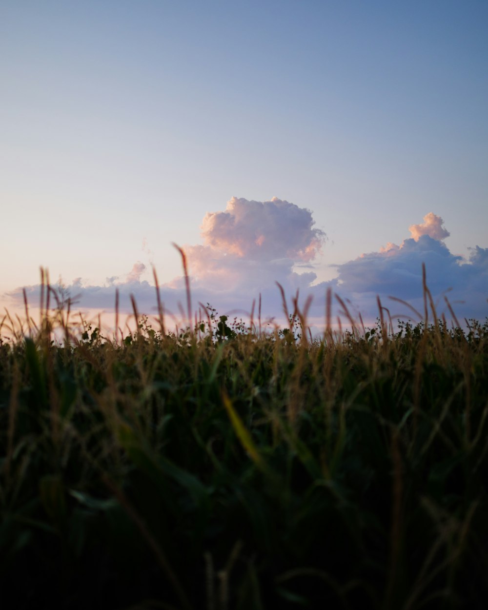 cornfield under cloudy sky at daytime