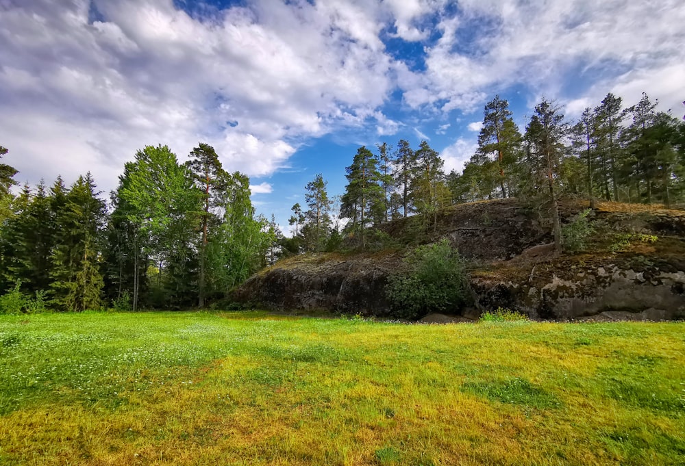 trees on hill under cloudy sky