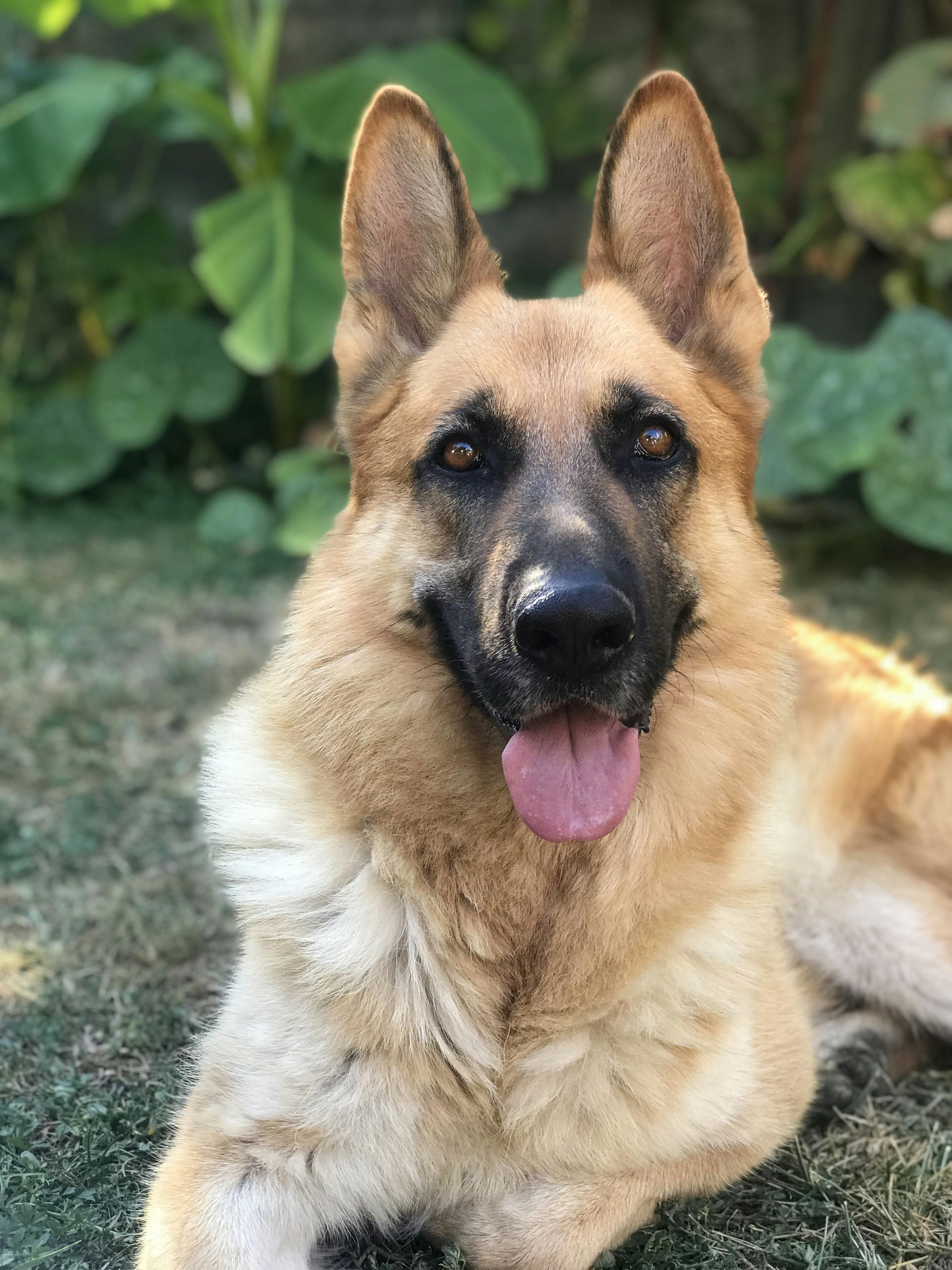 are german shepherds aggressive