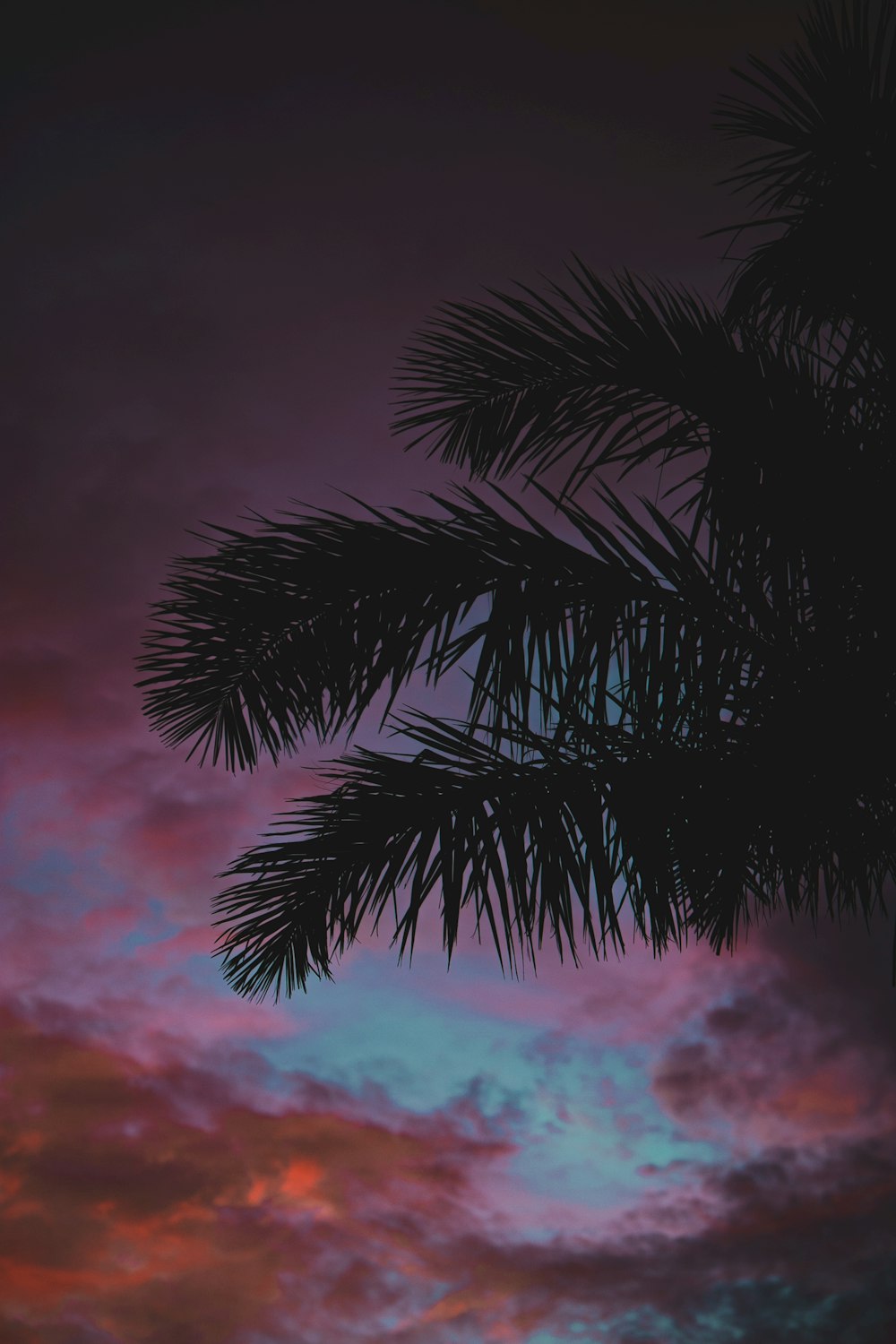 silhouette of coconut palm tree