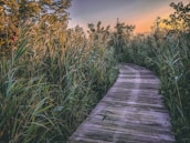 brown pathway beside grass