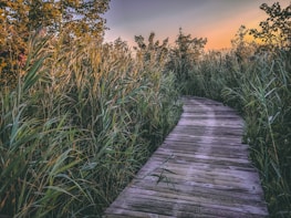brown pathway beside grass