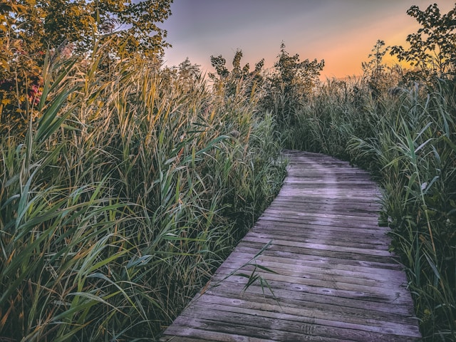 brown pathway beside grass