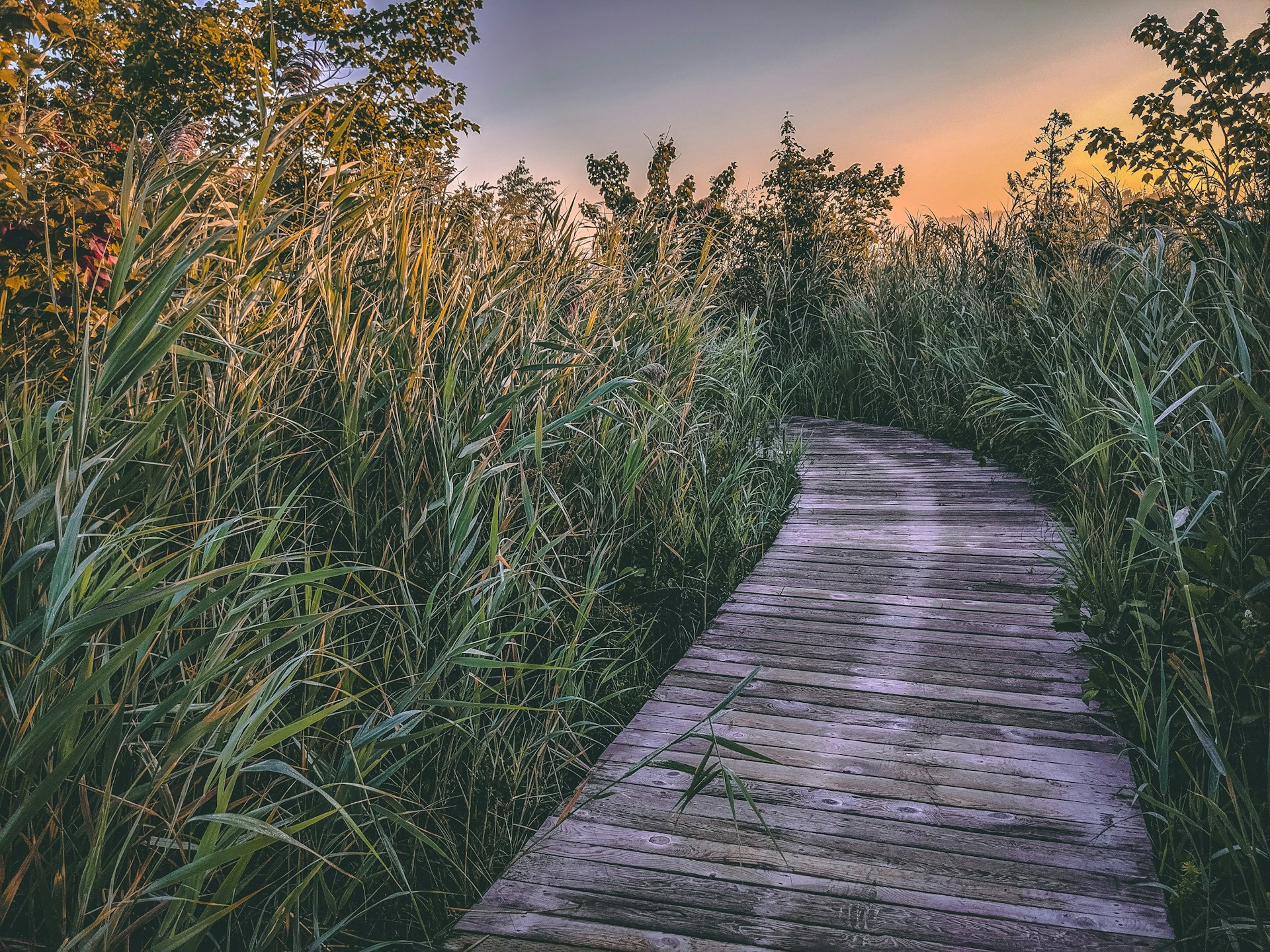 brown pathway beside grass