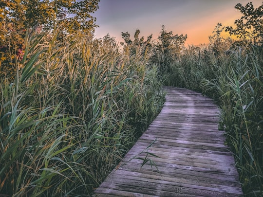 brown pathway beside grass in Marais de la Rivière aux Cerises Canada