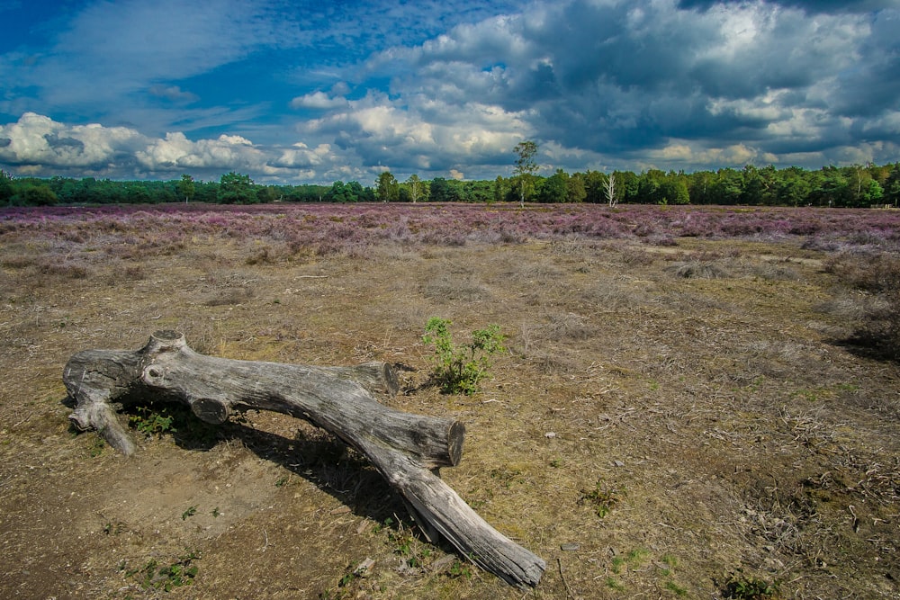 brown log on land during daytime