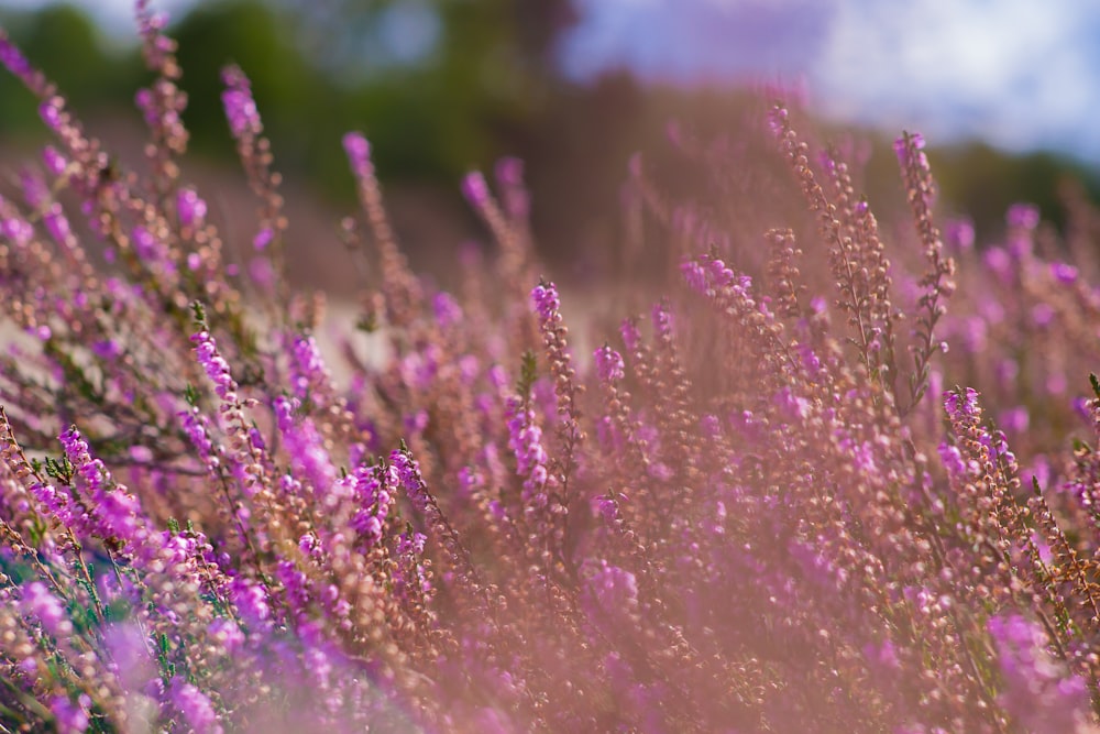 pink-petaled flower field