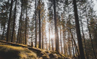 Sunlight filtering through lush green moss covering forest floor near a tranquil stream.