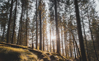 Sunlight filtering through lush green moss covering forest floor near a tranquil stream.