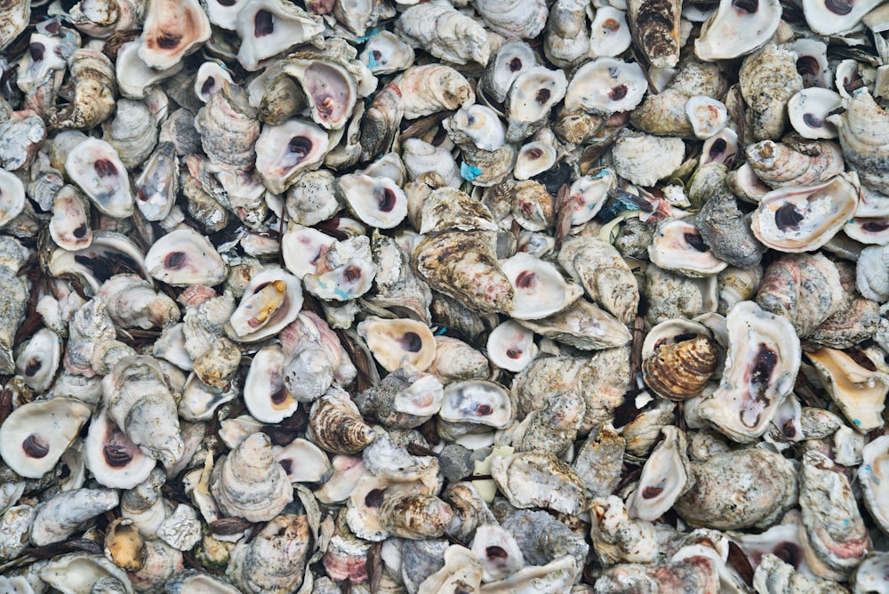 conchas marinas grises y blancas