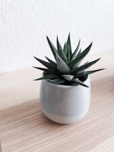 Fern