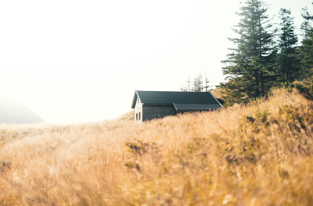 cabin near forest