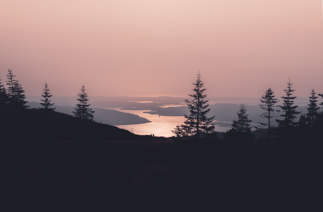 silhouette of trees during golden hour