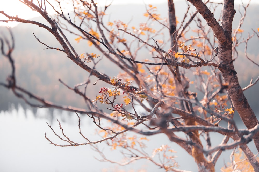 selective focus photography of tree