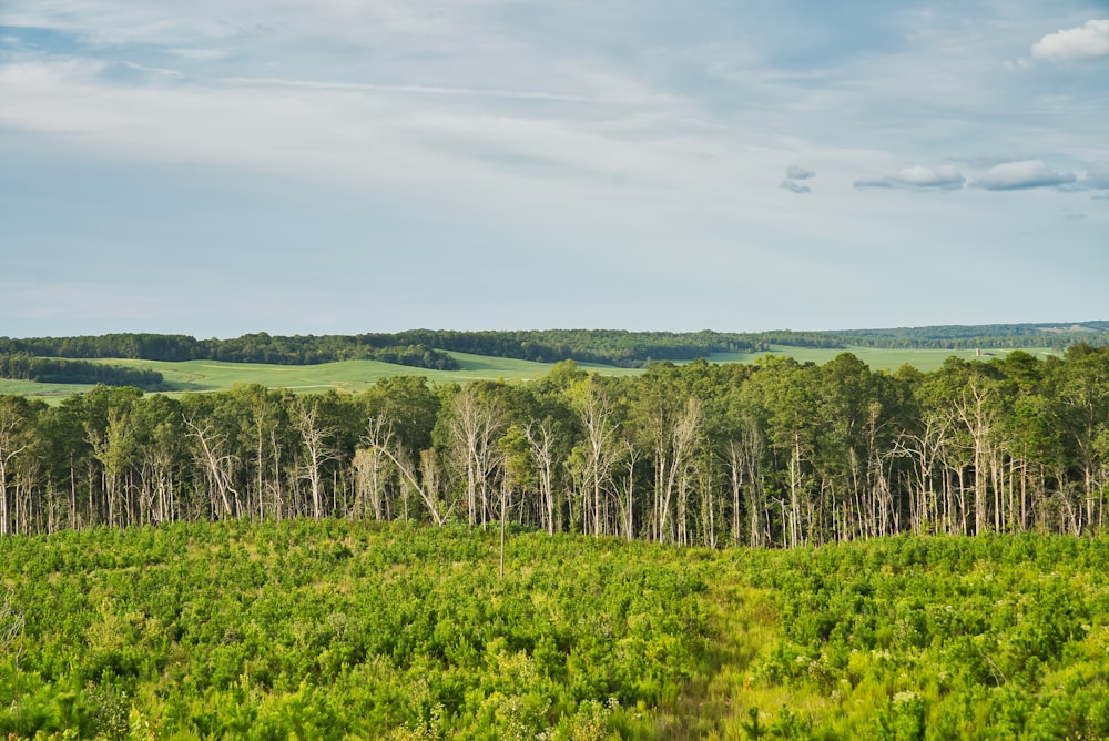 trees under cloudy sky at daytime