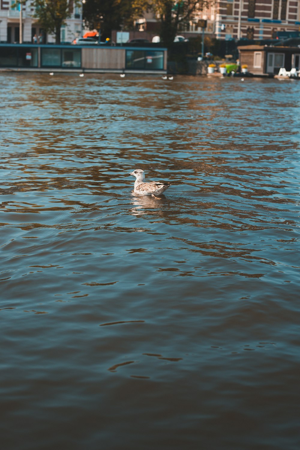 braune Ente auf Gewässer