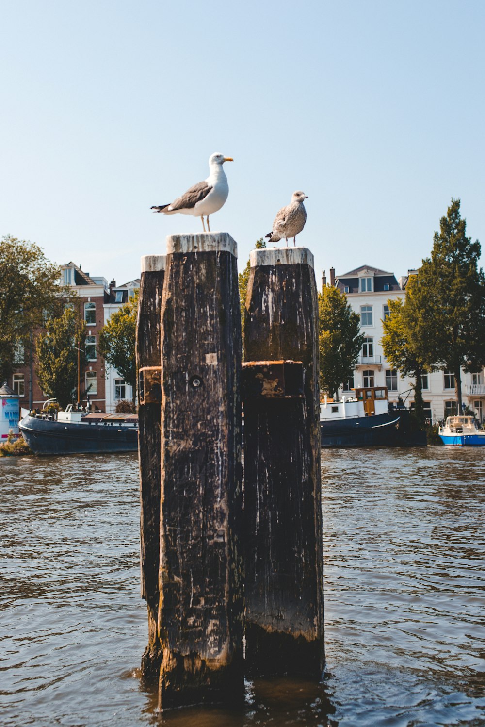 two birds sitting on wood posts in water