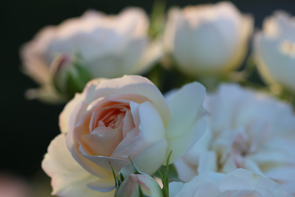 white cluster flowers