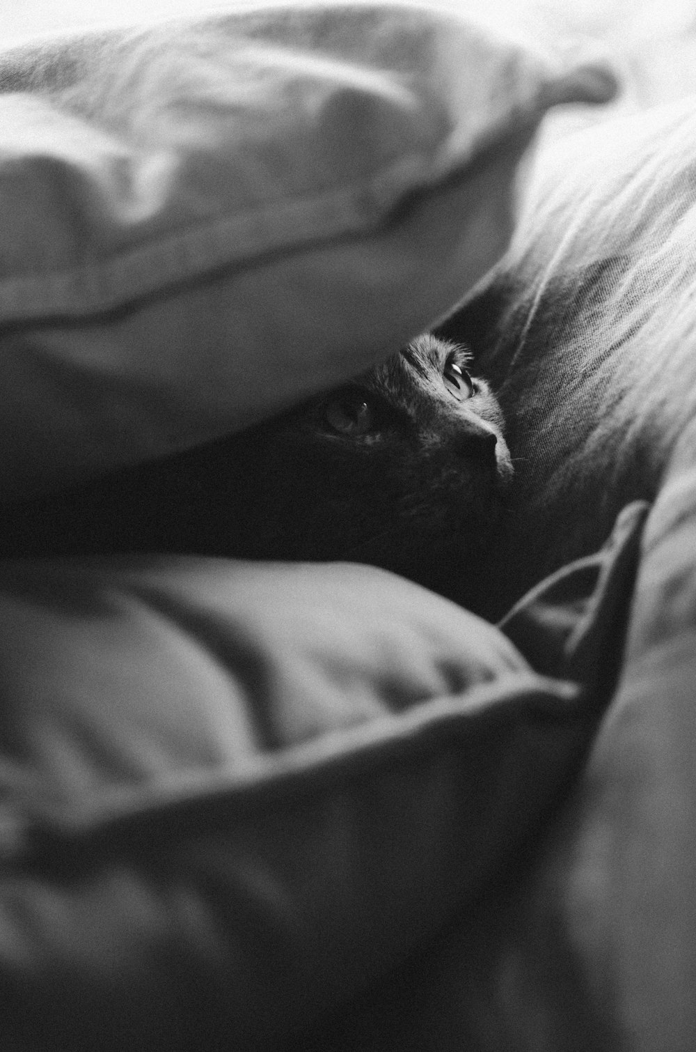 grayscale photography of cat under pillows