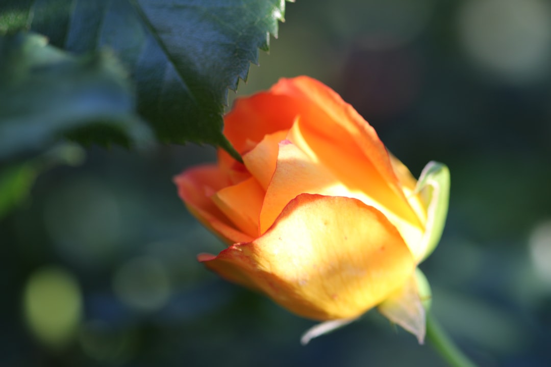 closeup photography of orange flower