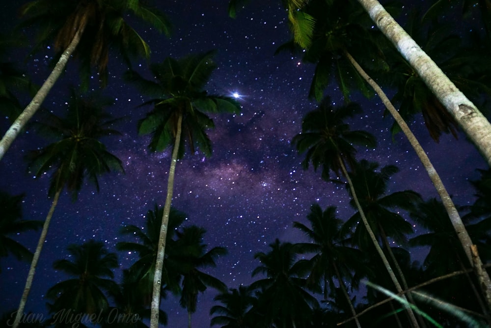 coconut trees during nighttime