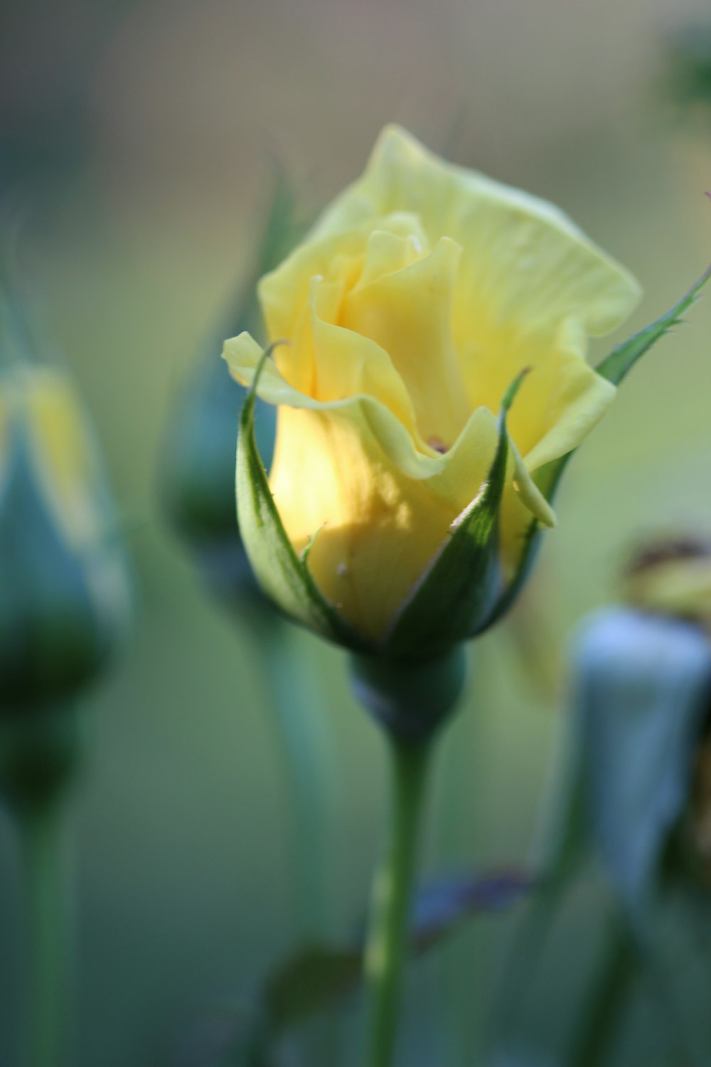 Photographie sélective de la rose jaune
