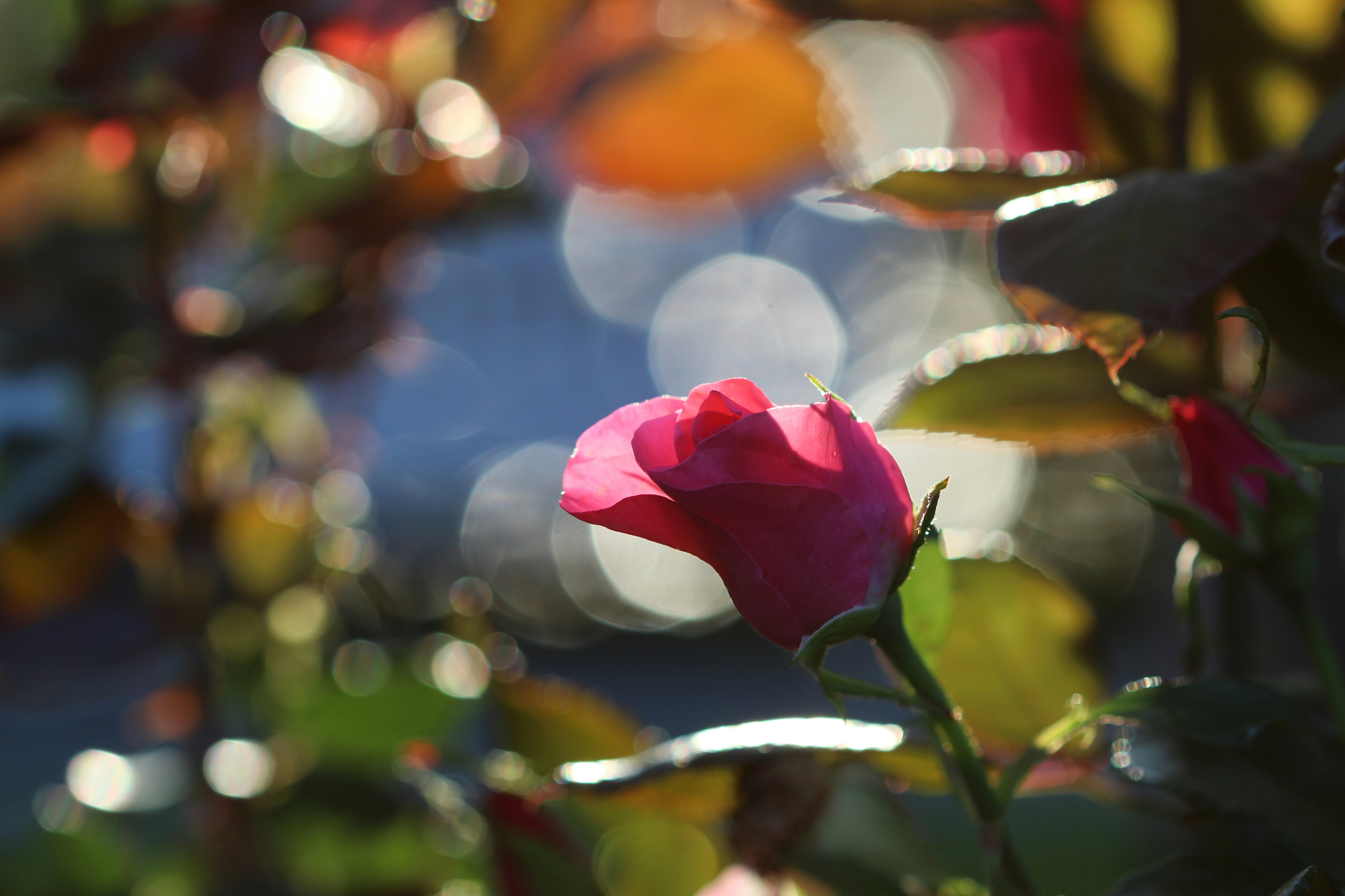 bokeh photography of red rose