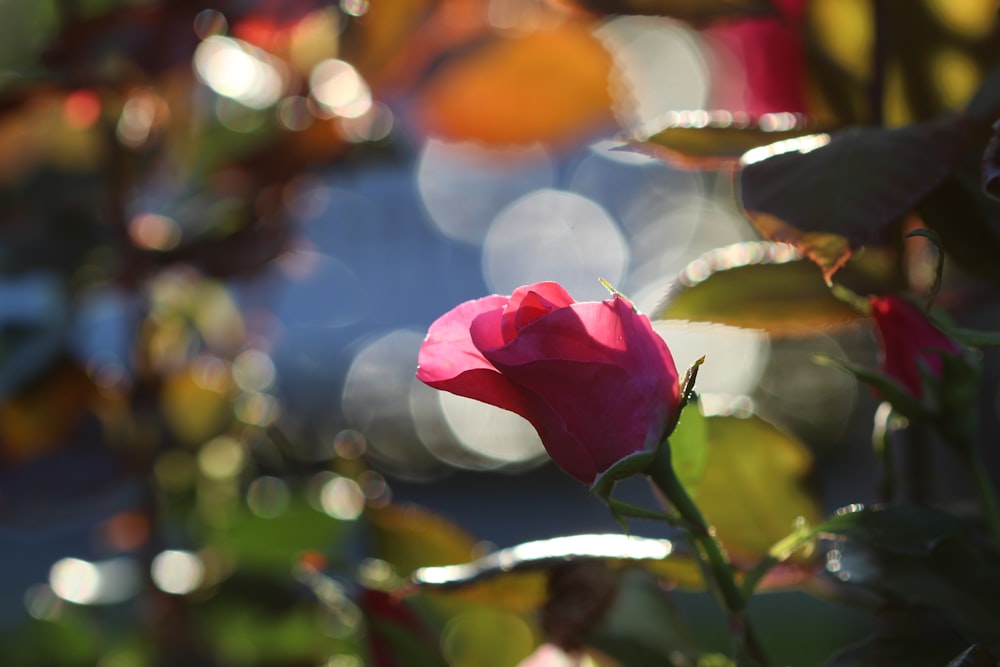 bokeh photography of red rose