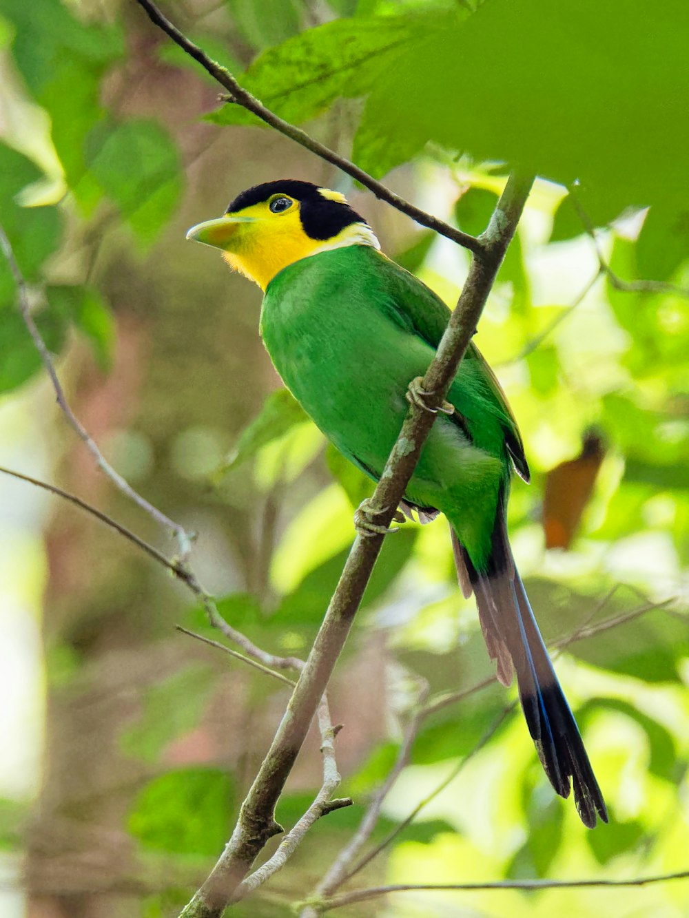 green bird perching on tree