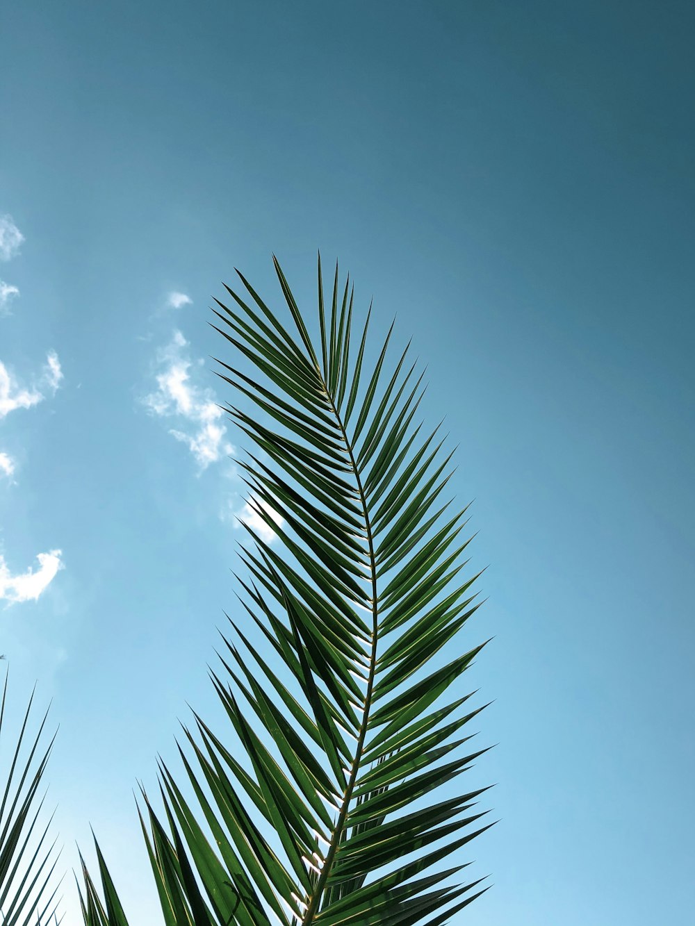 green-leafed plant during daytimne