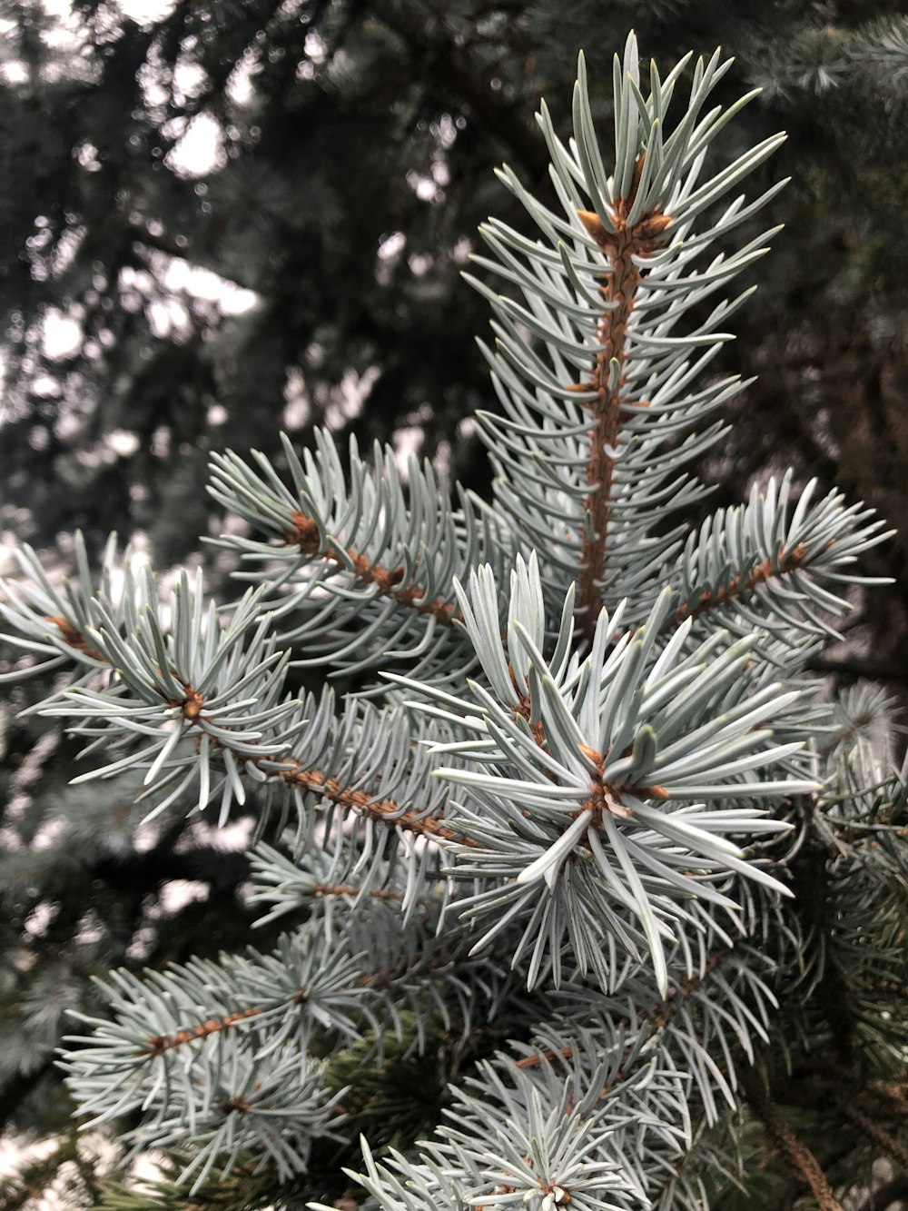 a close up of a pine tree branch