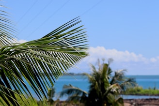 photo of green plant